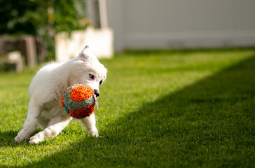 puppy, dog, wolf, playing, toy