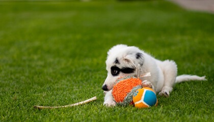 puppy, dog, wolf, playing, toy