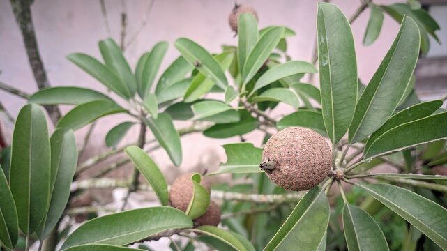 Sapodilla Fruit