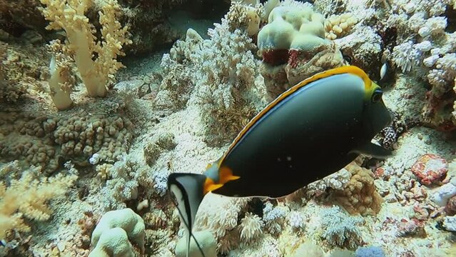 Orangespine Unicornfish feeding amidst variety of coral French Polynesia.
