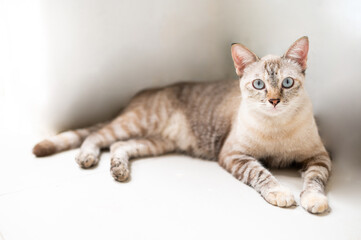 The little white cat lies on the floor and looks into the camera.