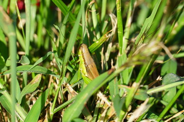 トノサマバッタ