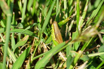 トノサマバッタ