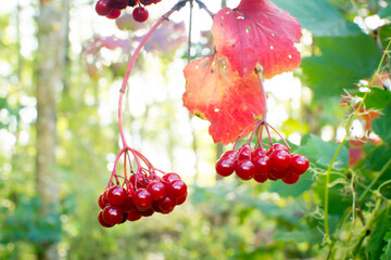 
Ripe red berries of sour wild viburnum.
