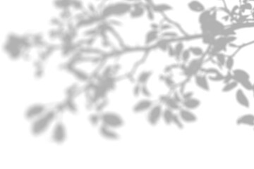 Fototapeta premium Shadow Overlay