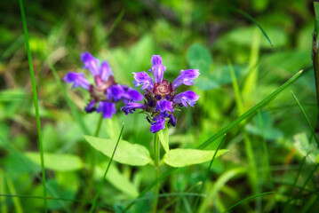 夏の高原に咲いていた、鮮やかな紫色の花
