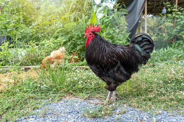 Free range organic chickens poultry in country of Thailand. Black australorp rooster in the backyard on the green grass.
