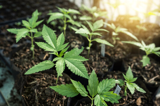 Free marijuana of thailand. Cannabis seedlings in nursery bags in nurseries with outdoor organic cultivation.