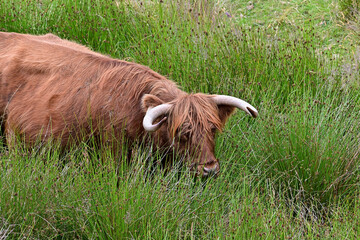 Highland Cow liegend im hohen Gras in den Highlands von Schottland