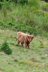 Freilaufende Highland Cow in den Highlands von Schottland, Jungtier, Kalb