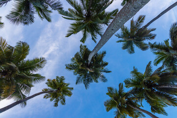 Coconut Farm against blue Sky