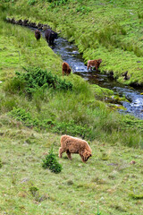 Freilaufende Highland Cow in den Highlands von Schottland, Jungtier, Kalb