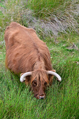 Highland Cow grasend im hohen Gras in den Highlands von Schottland