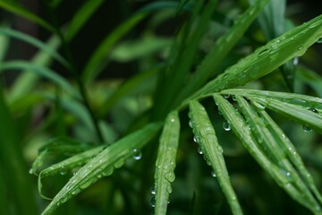 Raindrops on leaves or natural grass blades with copy space  beautiful on the lawn.