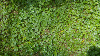 Raindrops on leaves or natural grass blades with copy space  beautiful on the lawn.