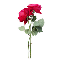 Rose flower stems isolated on transparent background