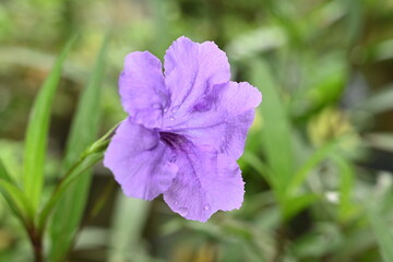 Obraz premium purple flowers on its stem
