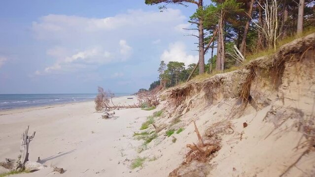 Aerial view of Baltic sea coast on a sunny day, steep white sand seashore dunes damaged by waves, broken pine trees, coastal erosion, climate changes, wide angle drone shot moving forward
