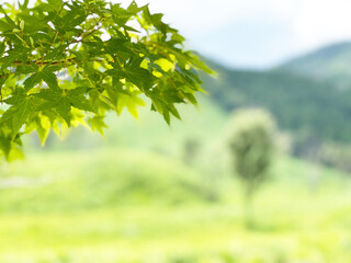 新緑の葉と草原のテクスチャ素材