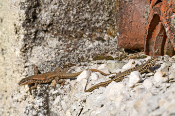 Erhard’s Wall Lizard // Ägäische Mauereidechse (Podarcis erhardii riveti) - Meteora, Greece