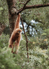 Obraz premium monkey swinging in tree