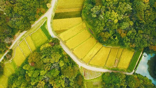 Autumn-paddy-fid