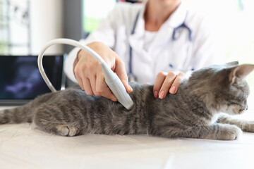 Veterinarian conducts an ultrasound examination of cat - obrazy, fototapety, plakaty