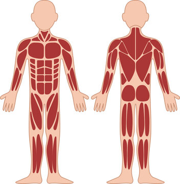 Muscles Chart Description Muscular Body man.