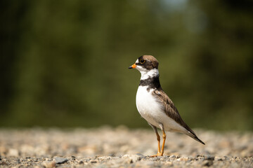 semi palmated plover