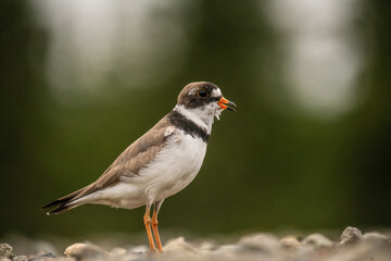 semi palmated plover