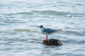 One seagull sits on a old sea pier. The European herring gull