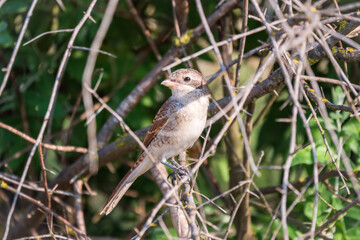 Juvenile Red-backed Shrike sitting on a tree branch.