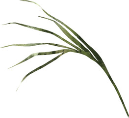 Tropical Exotic Floral Green Leaf Pastel Watercolor Jungle Transparent Background