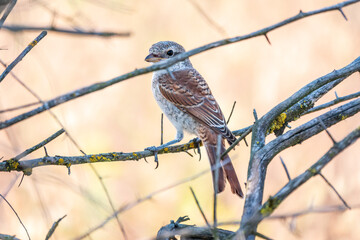Juvenile Red-backed Shrike sitting on a tree branch.