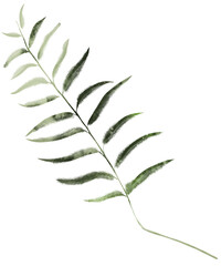 Tropical Exotic Floral Green Leaf Pastel Watercolor Jungle Transparent Background