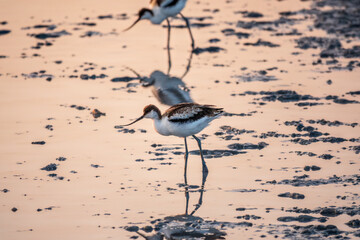 Water bird pied avocet, Recurvirostra avosetta, standing in the water in pink sunset light. The...