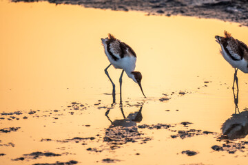 Water bird pied avocet, Recurvirostra avosetta, standing in the water in pink sunset light. The...