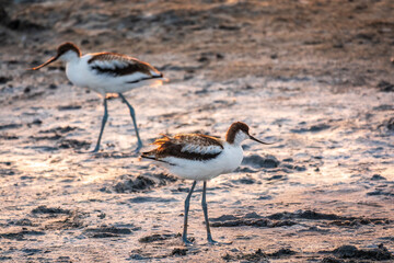 Two Water birds pied avocet, Recurvirostra avosetta, standing on salt lake shore in pink sunset...