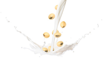 Soybean milk splashing with soy bean falling isolated on white background.