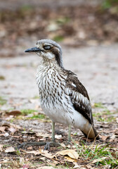 Queensland Bush Stone-curlew sitting on the ground (Numenius)