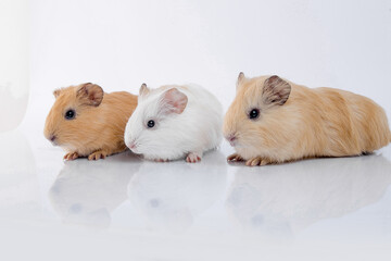 Three cute guinea pig brothers white background