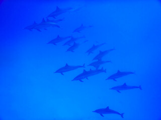 Fototapeta na wymiar school of dolphins in a deep blue water while diving in egypt