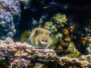 white spotted puffer fish lies on corals and looks into the camera