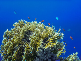 Fototapeta na wymiar wonderful deep blue sea with corals and fishes in egypt