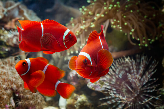 Maroon clownfish on coral feefs, anemones on tropical coral reefs,