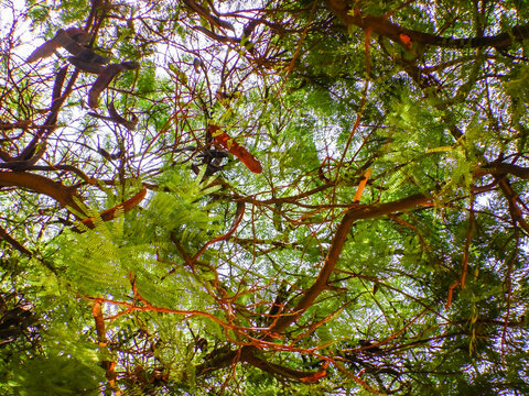 view up to a pink siris tree on a beach in egypt