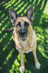 German Shepherd Dog, Adult Pet Portrait sitting on grass