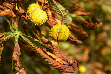 Close up of a spiky Horse Chestnut just about to crack open and reveal the nut.  Autumnal scene with golden, orange crispy leaves.  Blurred background. Horizontal.  Copy space.