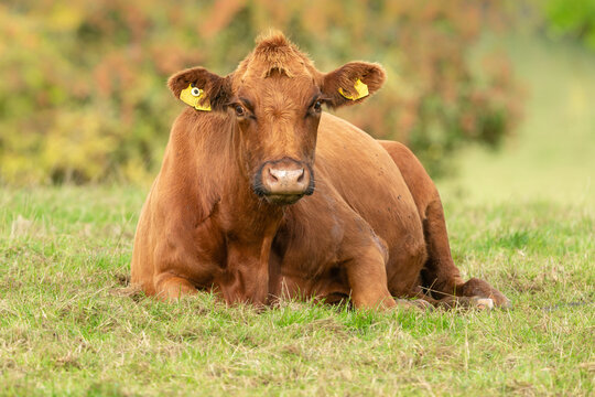 Close up of a large brown cow laying down in the Autumnal sunshine.  Facing forward with blurred, colourful background.  Horizontal.  Copy space