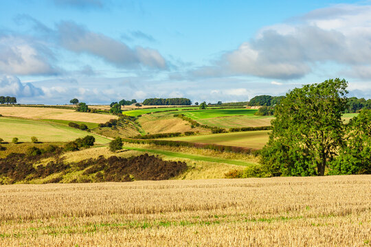 Harvest time in the Yorkshire Wolds, UK with golden cut corn fields, green fields, hay meadows, trees and public footpaths through the Wolds.  Horizontal. Copy space.
